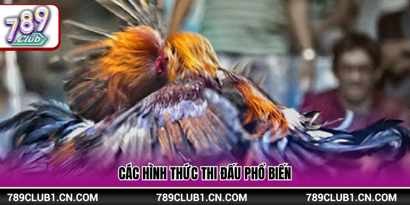 Các loại hình chọi gà thường gặp nhất